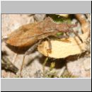 Coriomeris denticulatus - Randwanze 01a 9mm - Lehmwiese.jpg